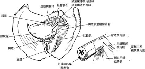 穴穴形狀|陰蒂